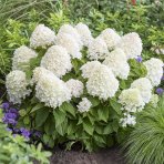 Hortenzia metlinatá (Hydrangea paniculata) ´LIVING SUGAR RUSH® by LIVING CREATIONS® - výška 30-40 cm, kont. C2L